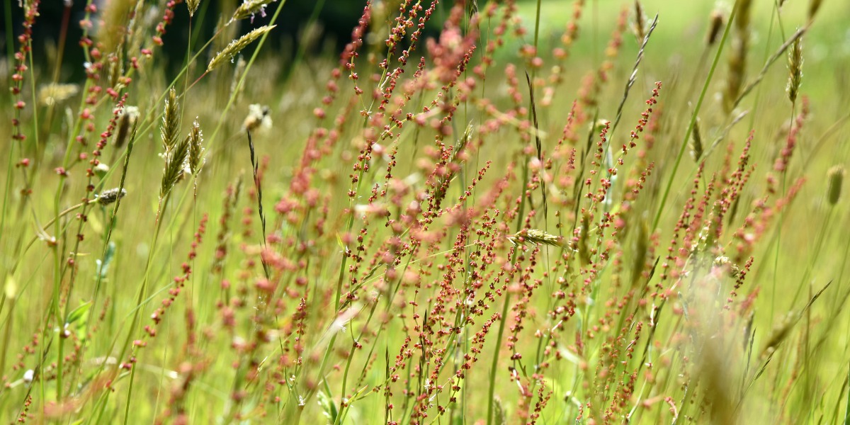 Falkirk Council seeks views on future of housing estates maintenance