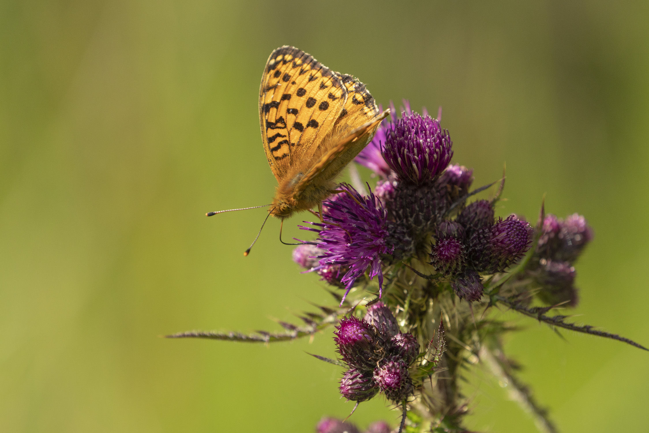 New investment company launched to pair nature recovery with affordable rural homes