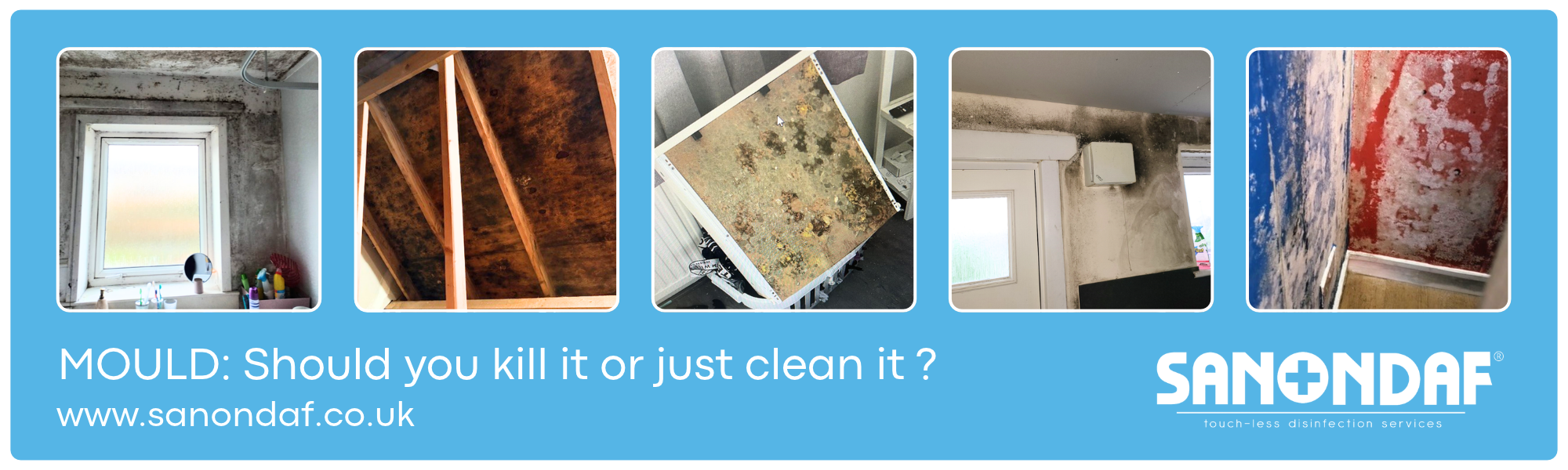 Mould: Should you kill it or just clean it?