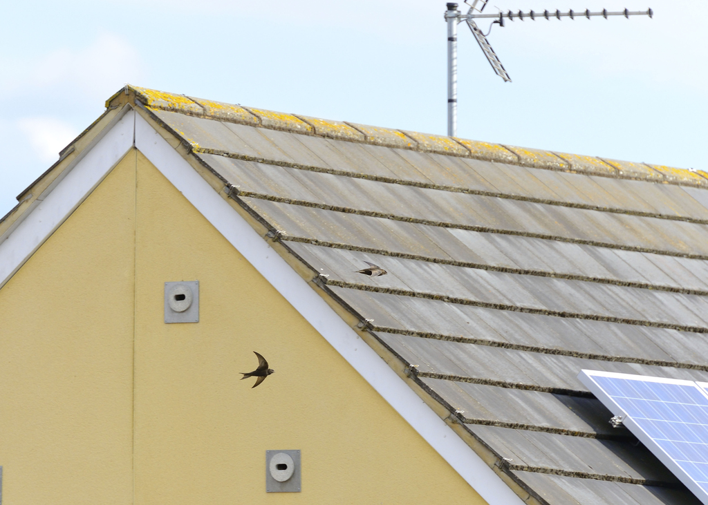 Scotland mandates swift bricks in all new buildings