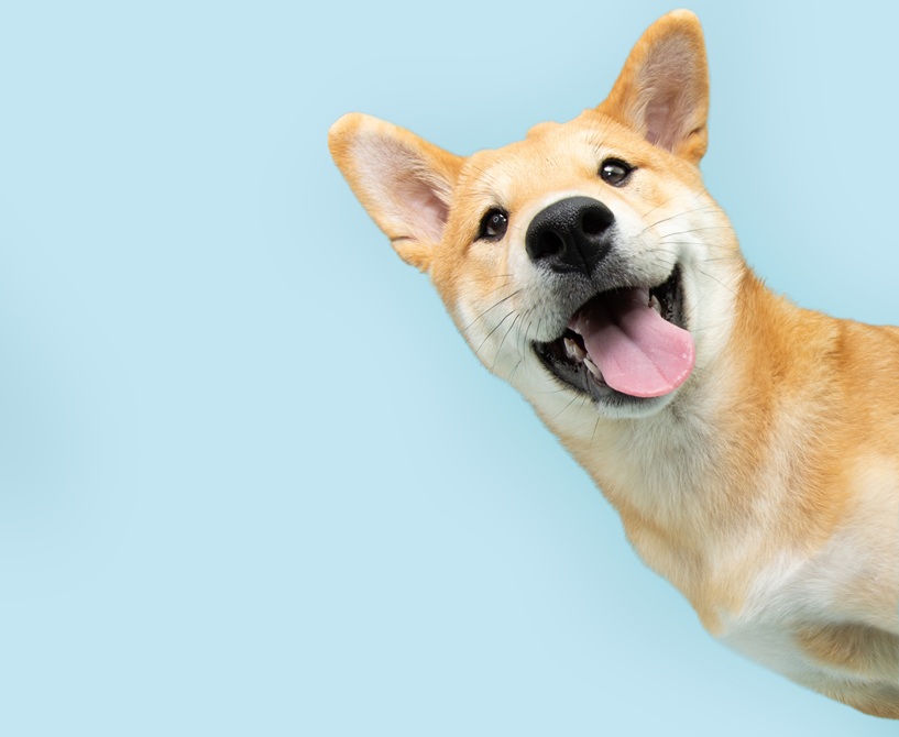 Charity Spotlight: Paw-sitive vibes only at Refuweegee charity fundraiser