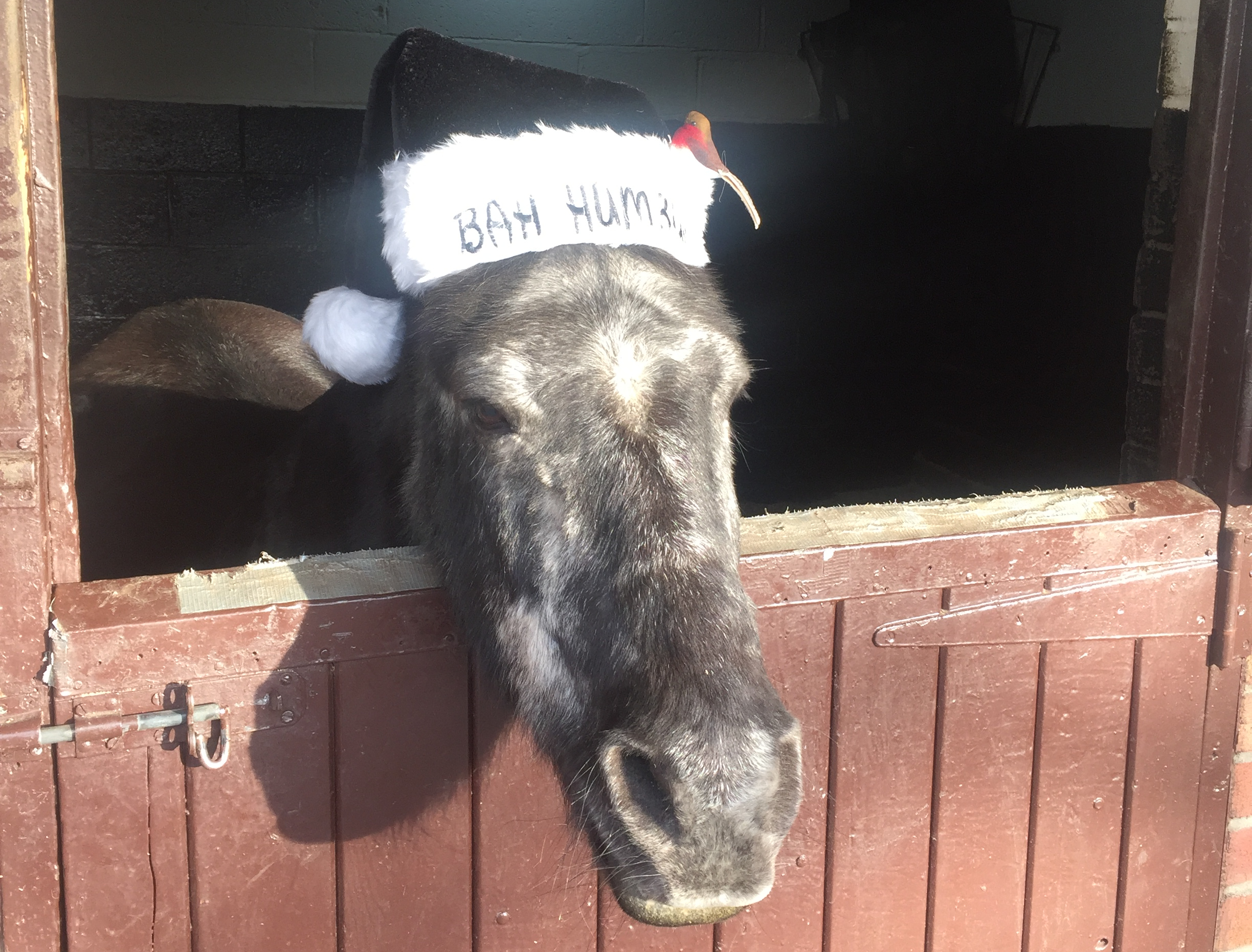 Charity Spotlight: Saddle up for a seasonal celebration with Glasgow RDA