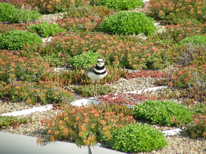 Green roof rolled out at Rowanbank Gardens in Edinburgh