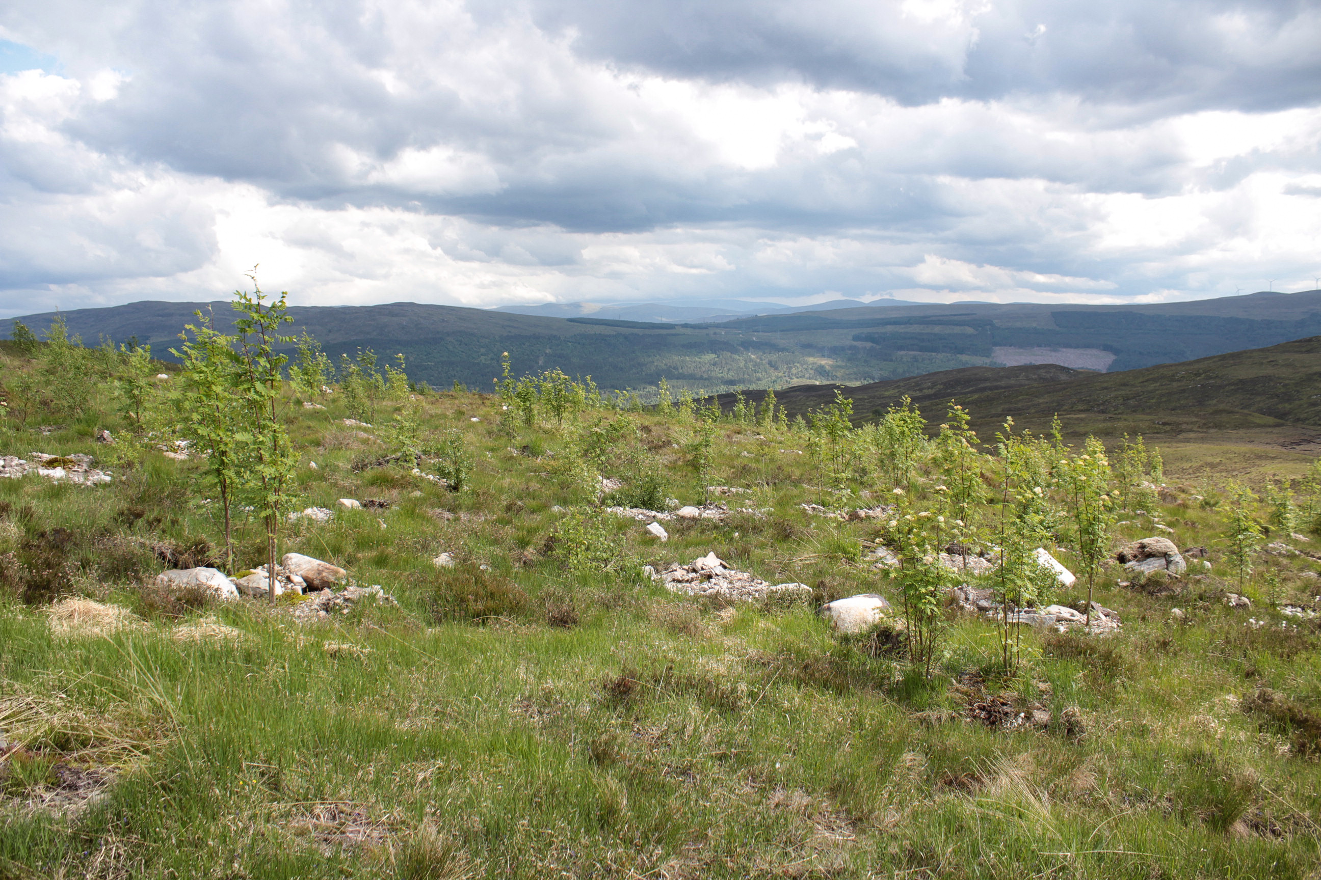 UK's first community carbon share spotlights rewilding’s community benefits