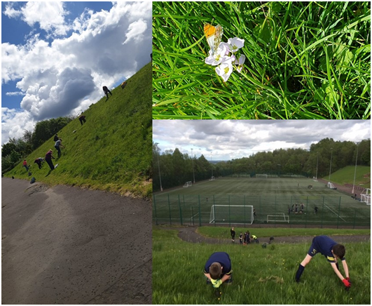 Cassiltoun helps create wildflower meadow in Castlemilk Park