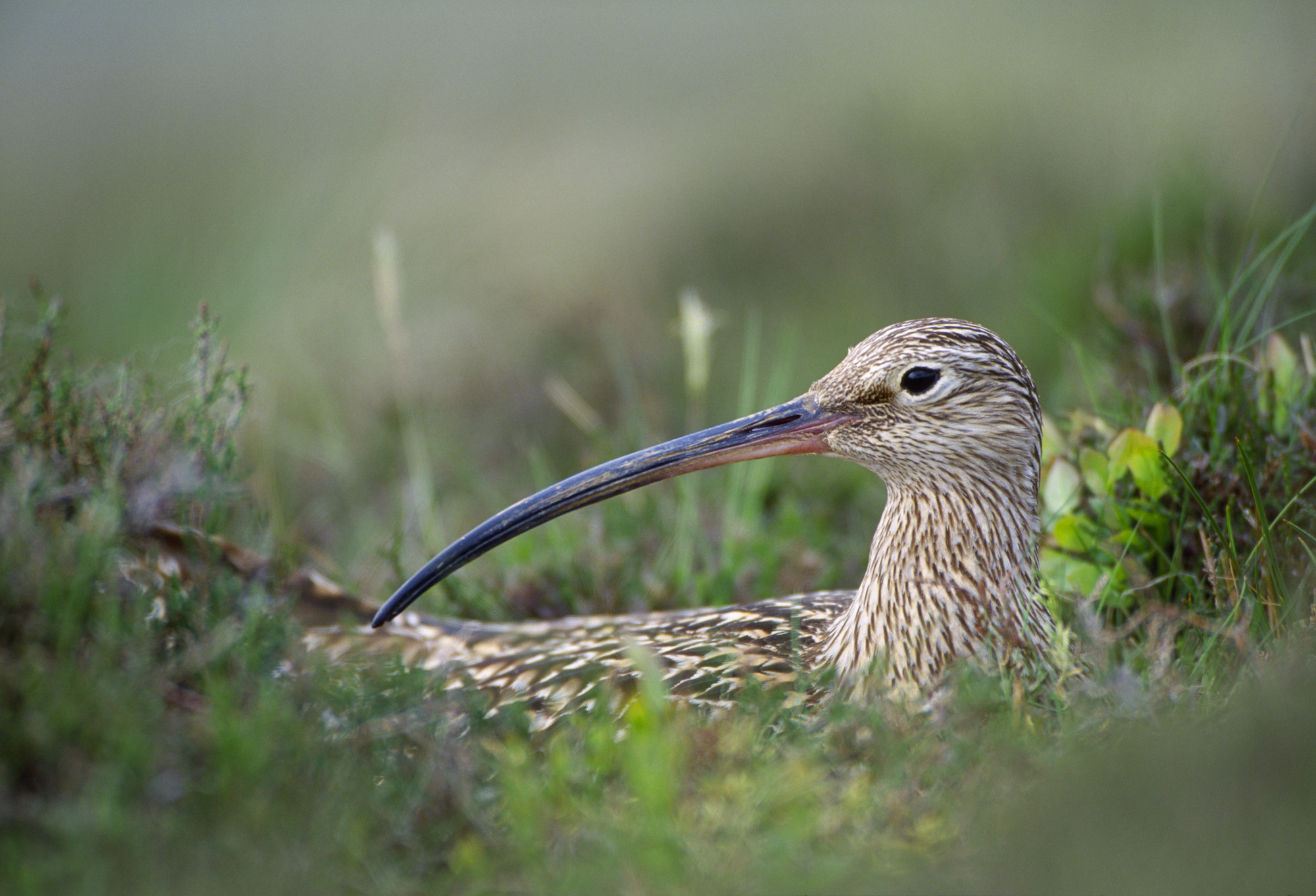 Second phase of Dumfries and Galloway community buyout launches to double size of nature reserve