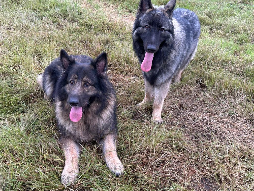 Wheatley Care's therapy dogs boost mental health services