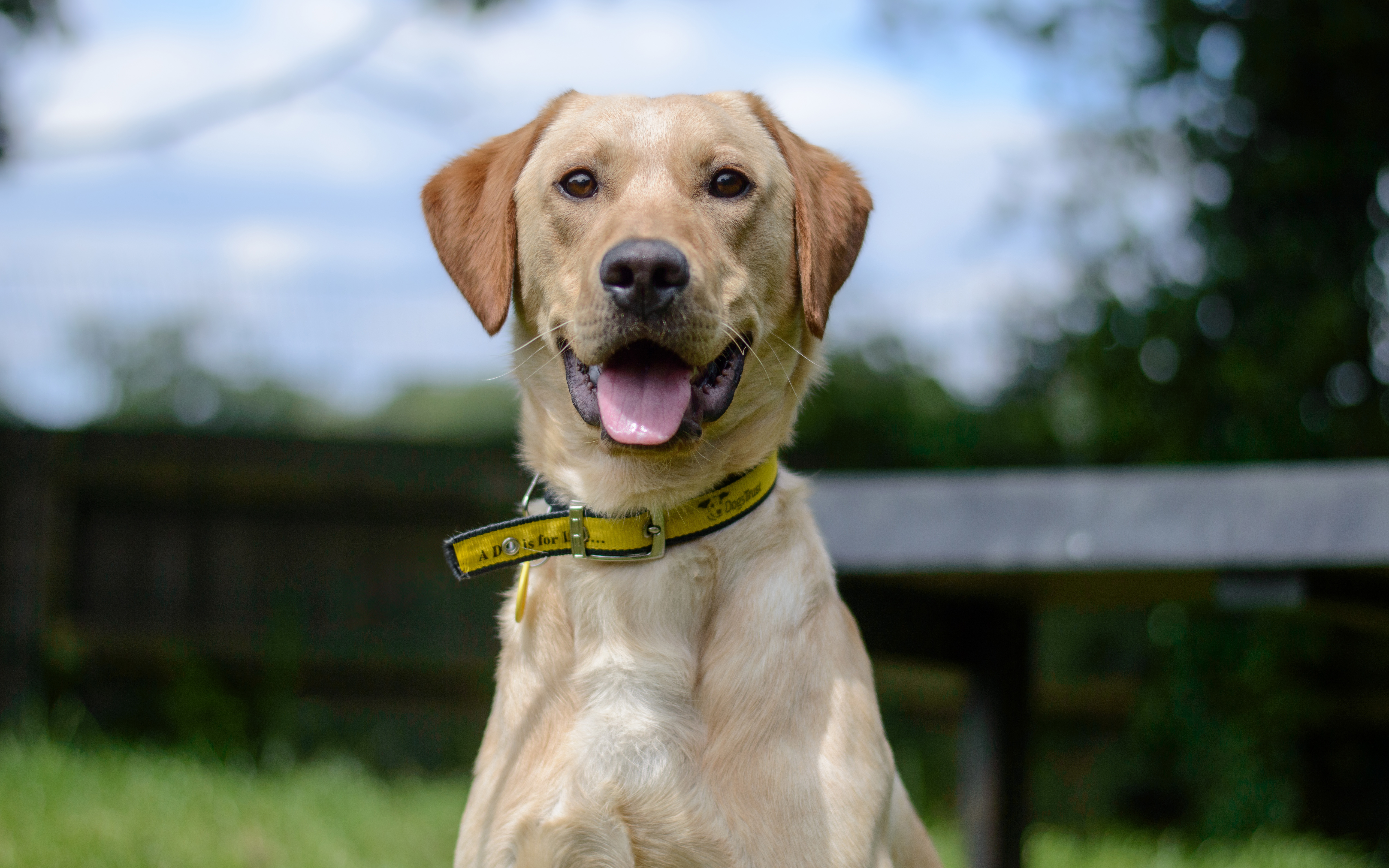 Dogs Trust backs Housing Bill's pet-friendly proposals but calls for more action
