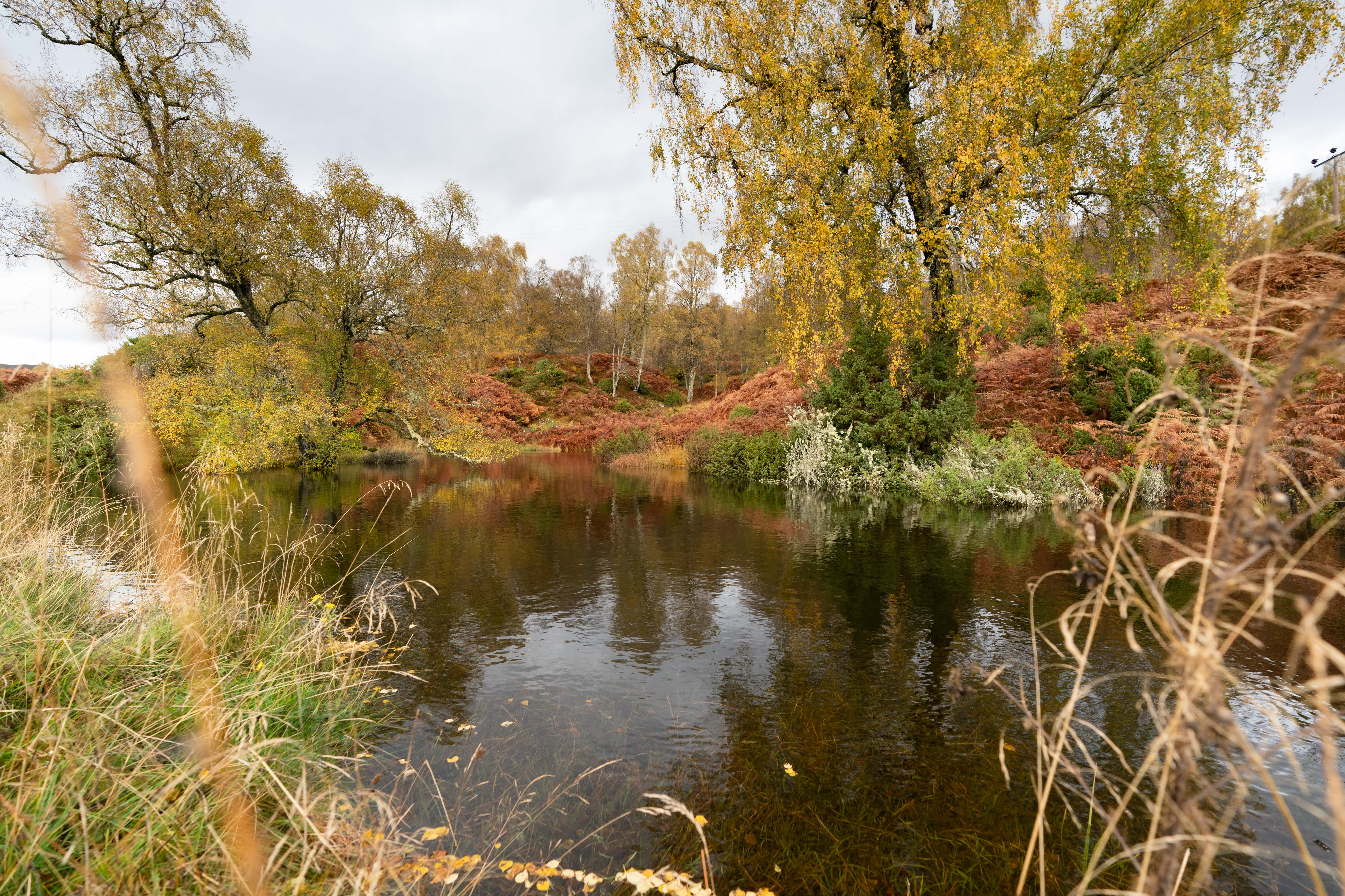 UK's first community carbon share spotlights rewilding’s community benefits