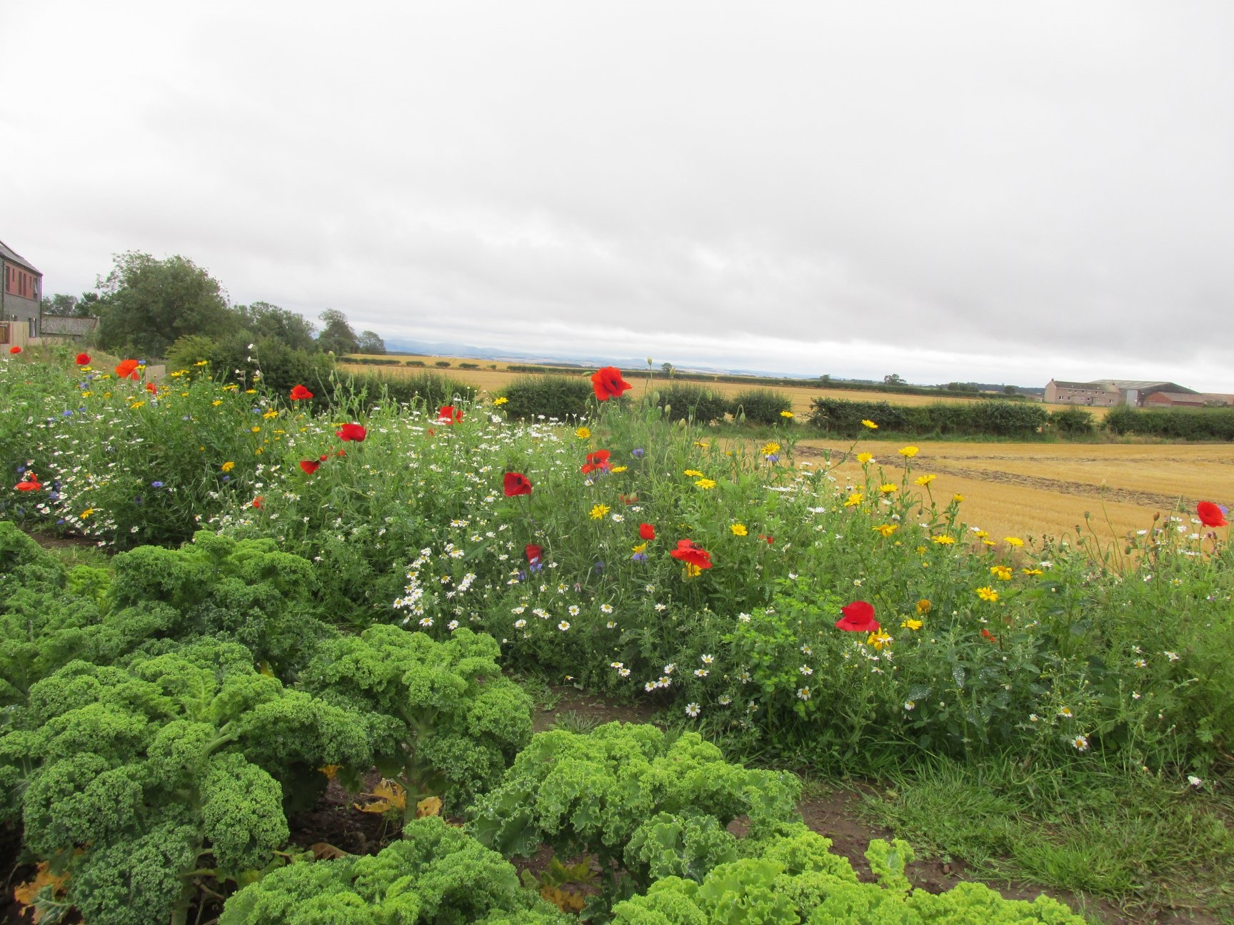 Community gardens and partnership working flourishing in Duns