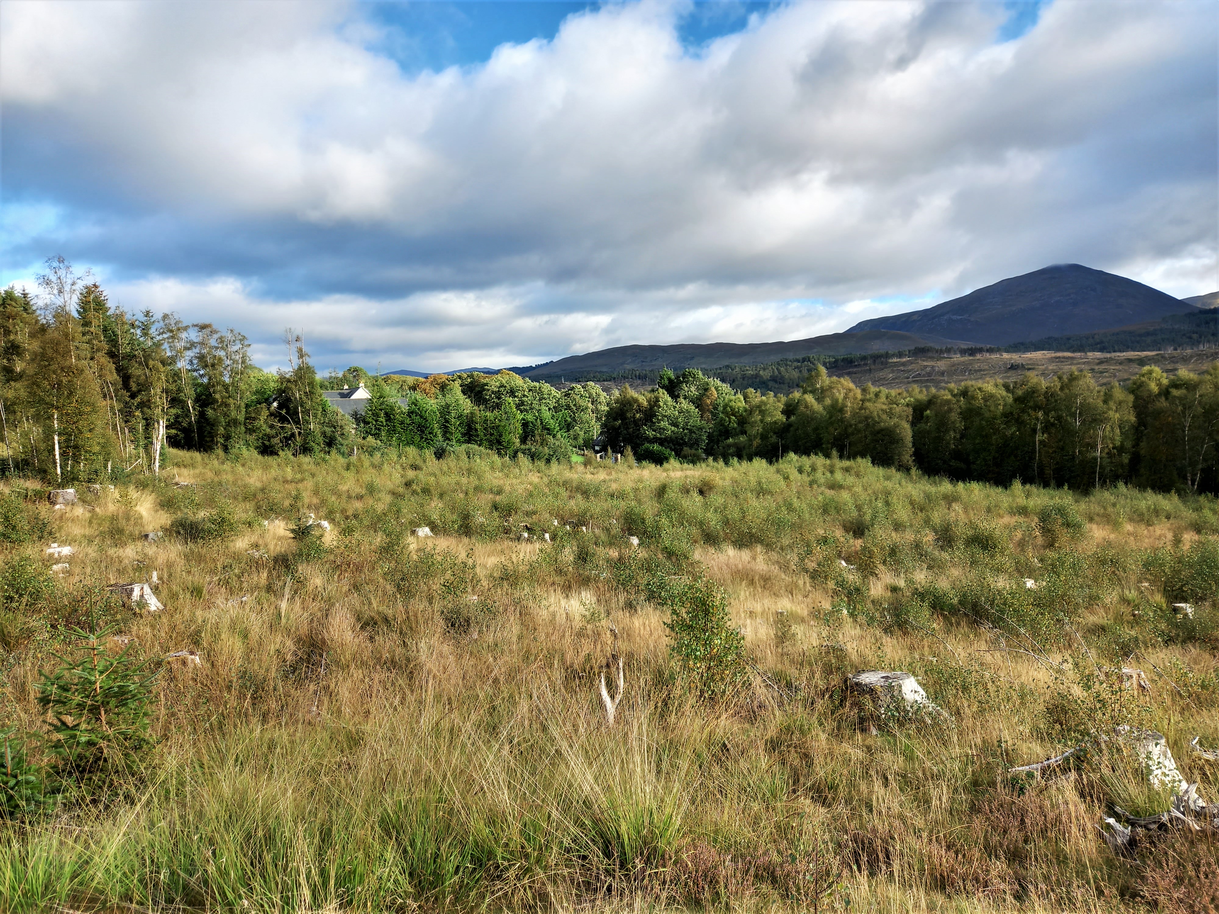 Funding to progress woodland croft repopulation project in Glengarry