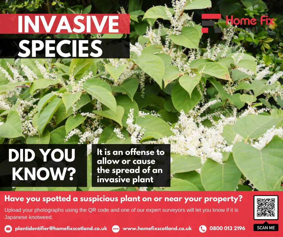 Home Fix Scotland issues renewed Japanese knotweed guidance