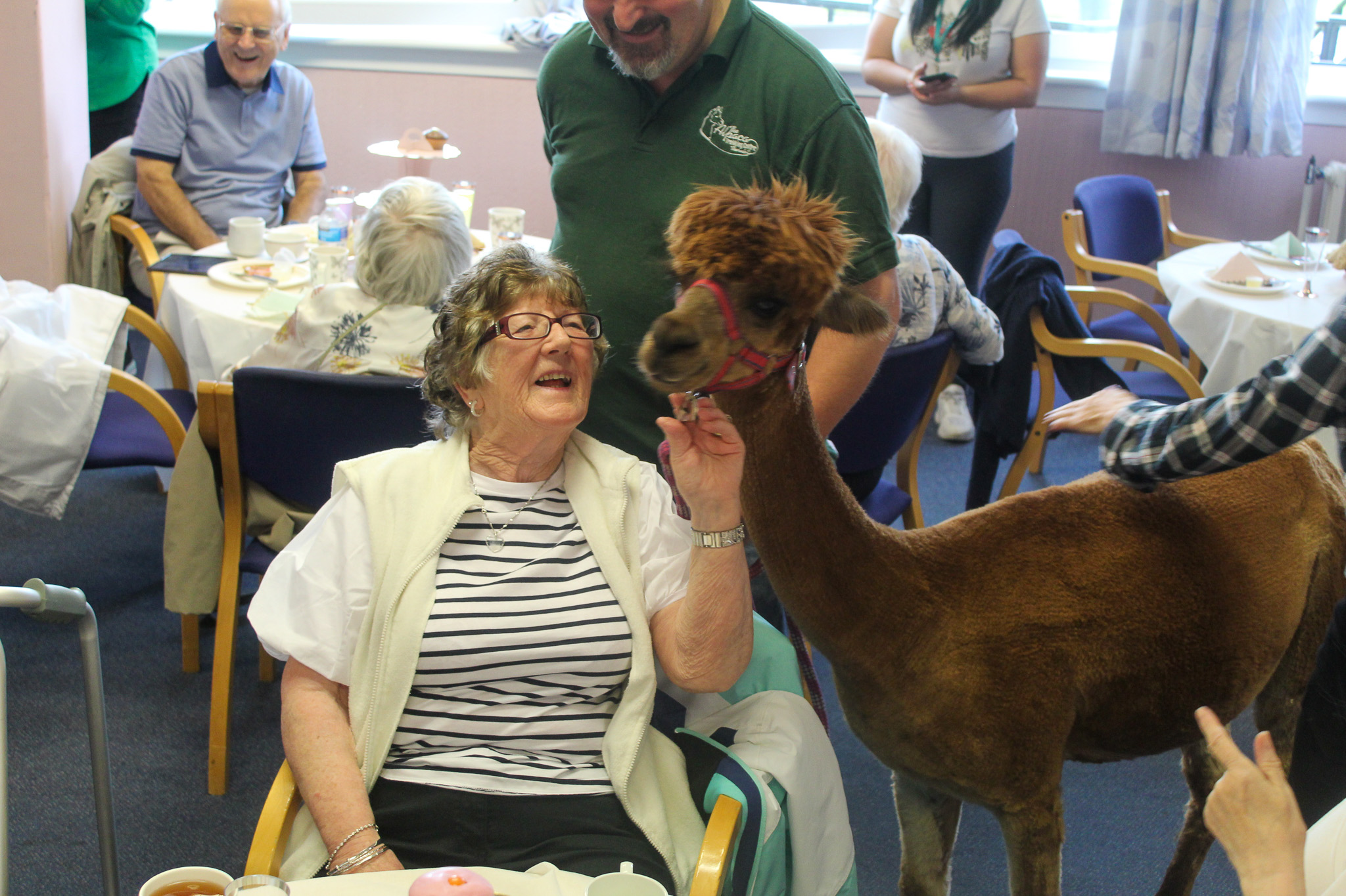 Annie the alpaca helps Wheatley's Livingwell service celebrate fifth anniversary