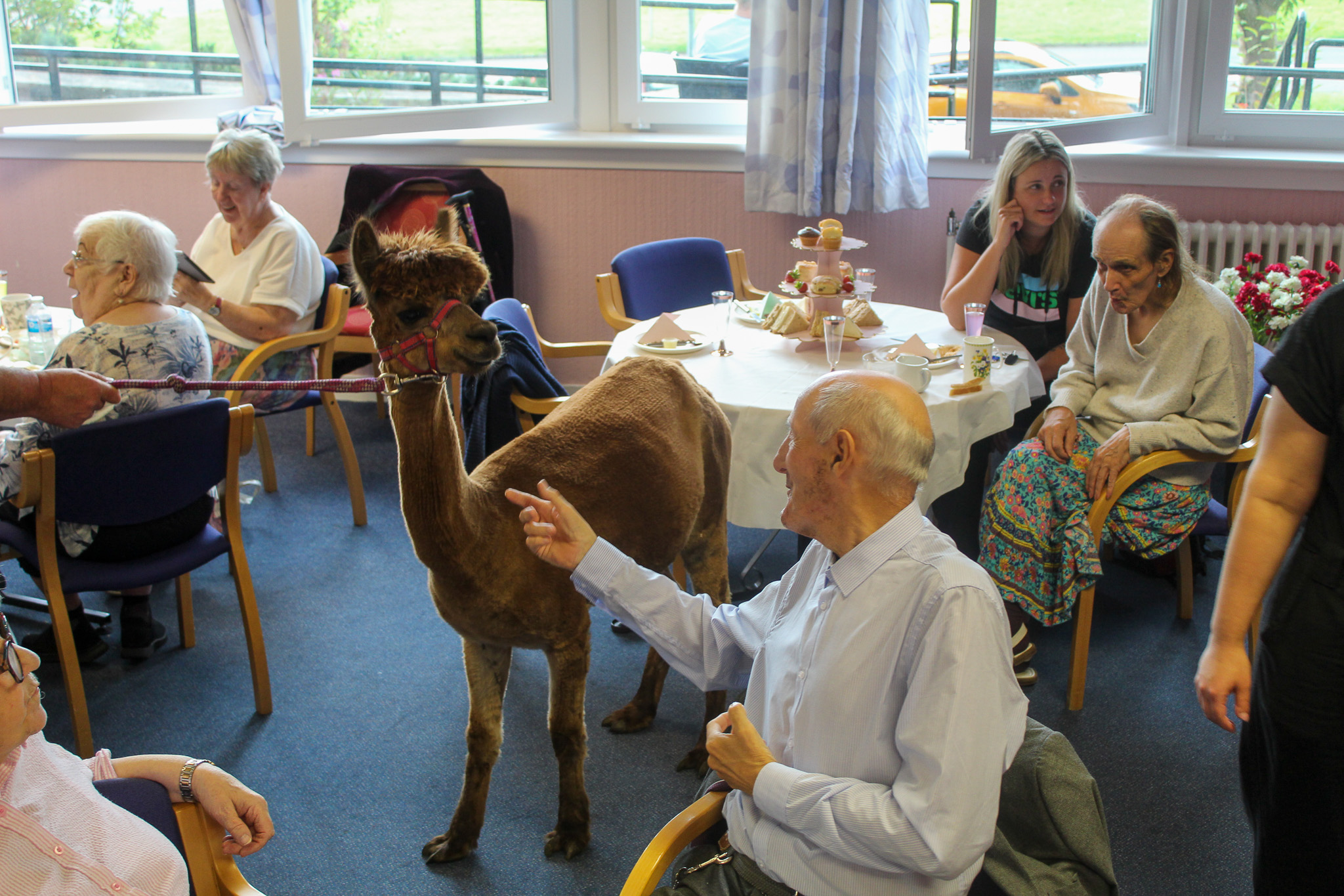 Annie the alpaca helps Wheatley's Livingwell service celebrate fifth anniversary