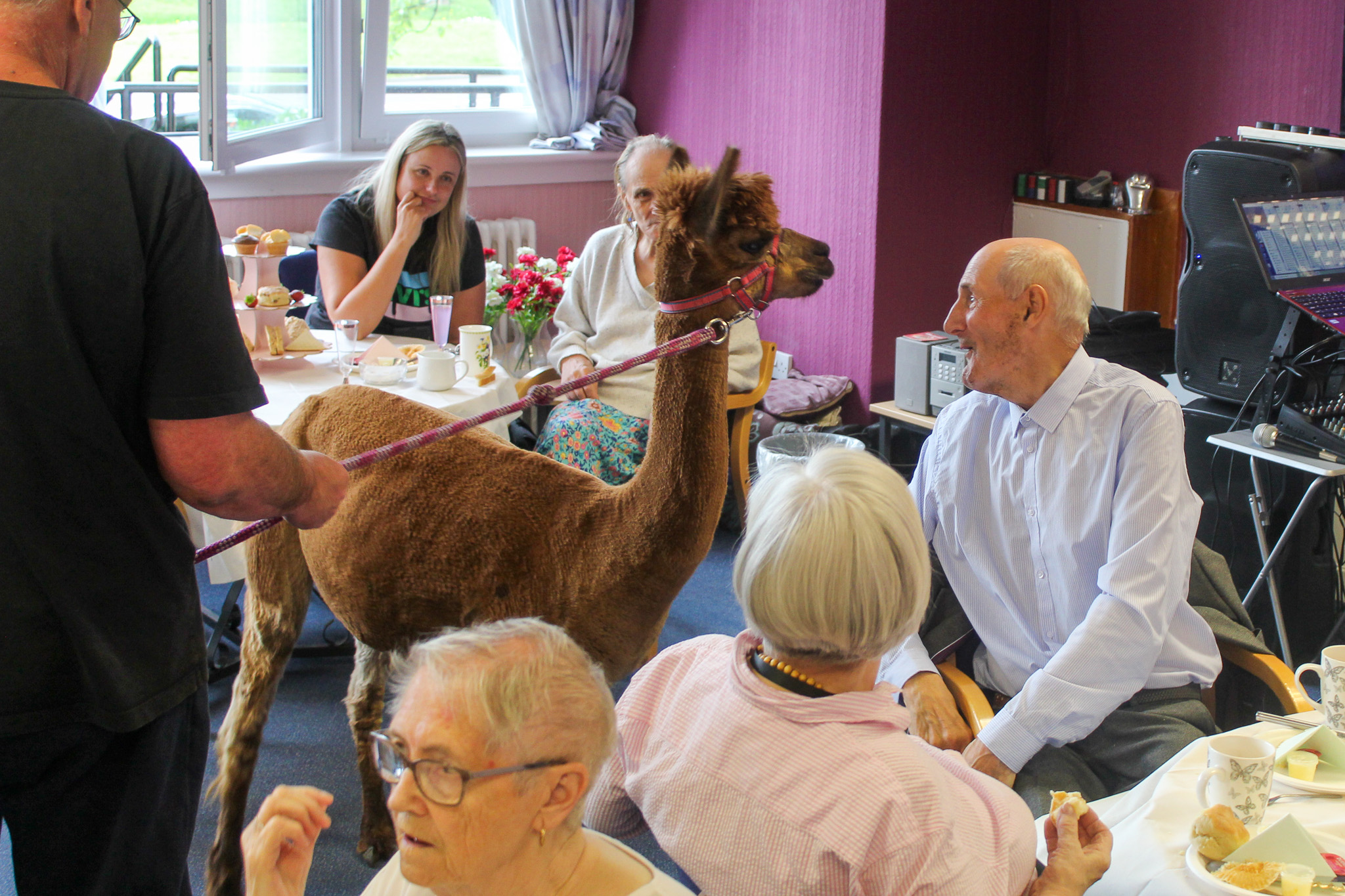 Annie the alpaca helps Wheatley's Livingwell service celebrate fifth anniversary