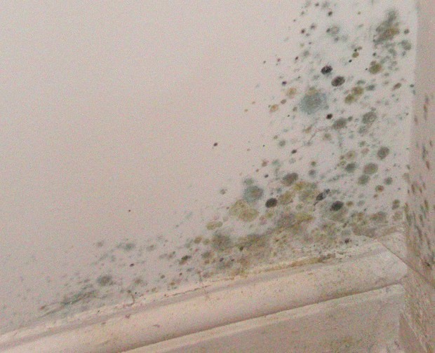 England: Vulnerable children left in damp and mould after complaint handling failures