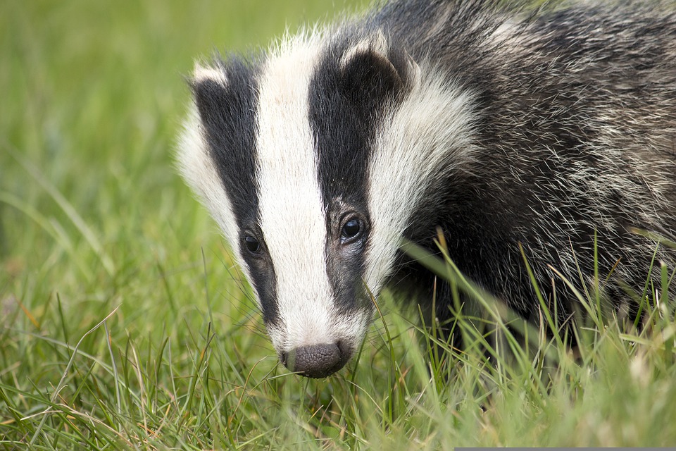 Malcolm Allan Housebuilders admits destruction of badger setts in Aberdeen