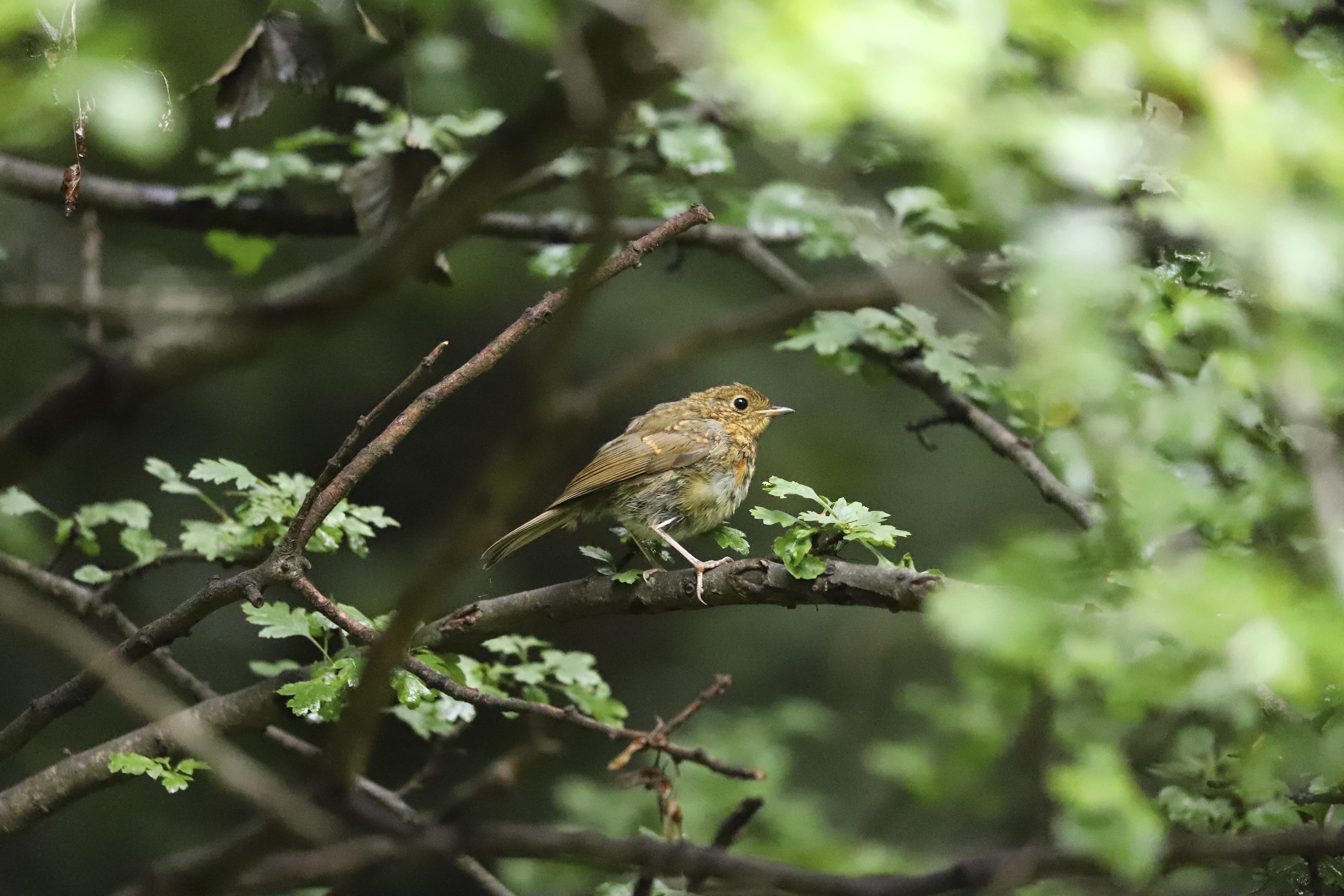RSPB extends Barratt and David Wilson Homes Scotland partnership