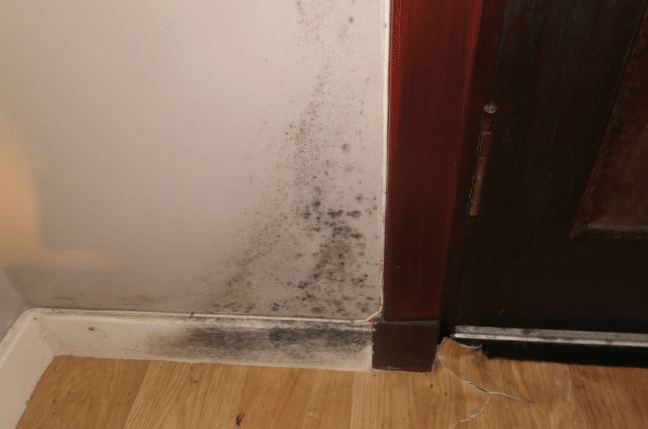 Tenant takes Angus Council to court over mouldy home