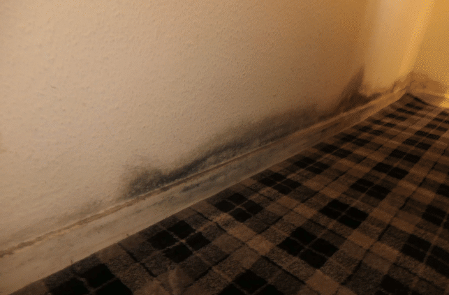 Tenant takes Angus Council to court over mouldy home