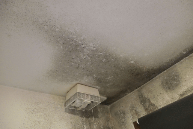 Tenant takes Angus Council to court over mouldy home