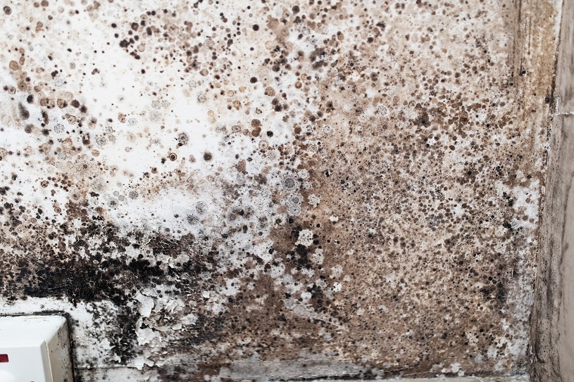 England: Damp and mould prevalent in up to 160,000 social homes