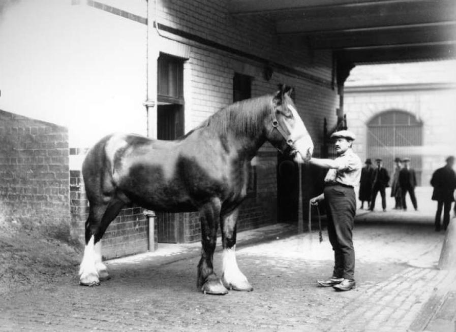 New life breathed into Glasgow stables as first tenants move into flats