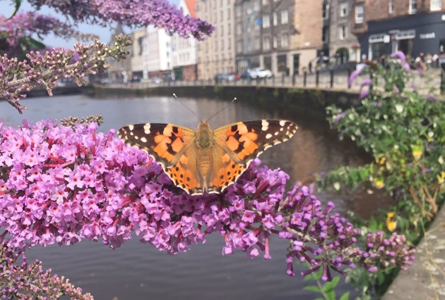 Two housing associations win funding for community nature boost