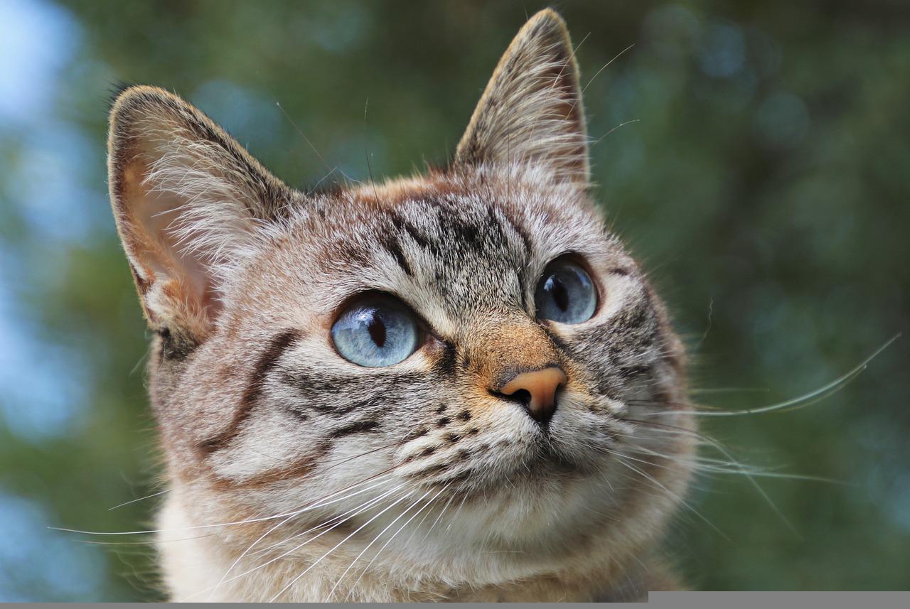 Green light for plans to build homes on site of former Angus cattery