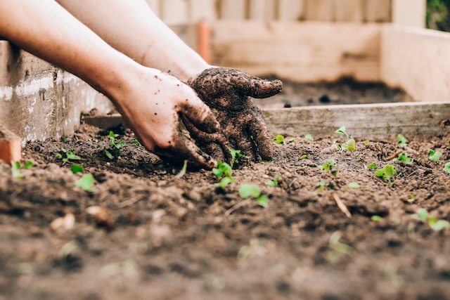 Glasgow City Council to raise allotment rent by 400% in 2024