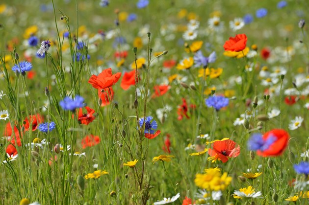 Professor David Clapham: Houses, homes and nature