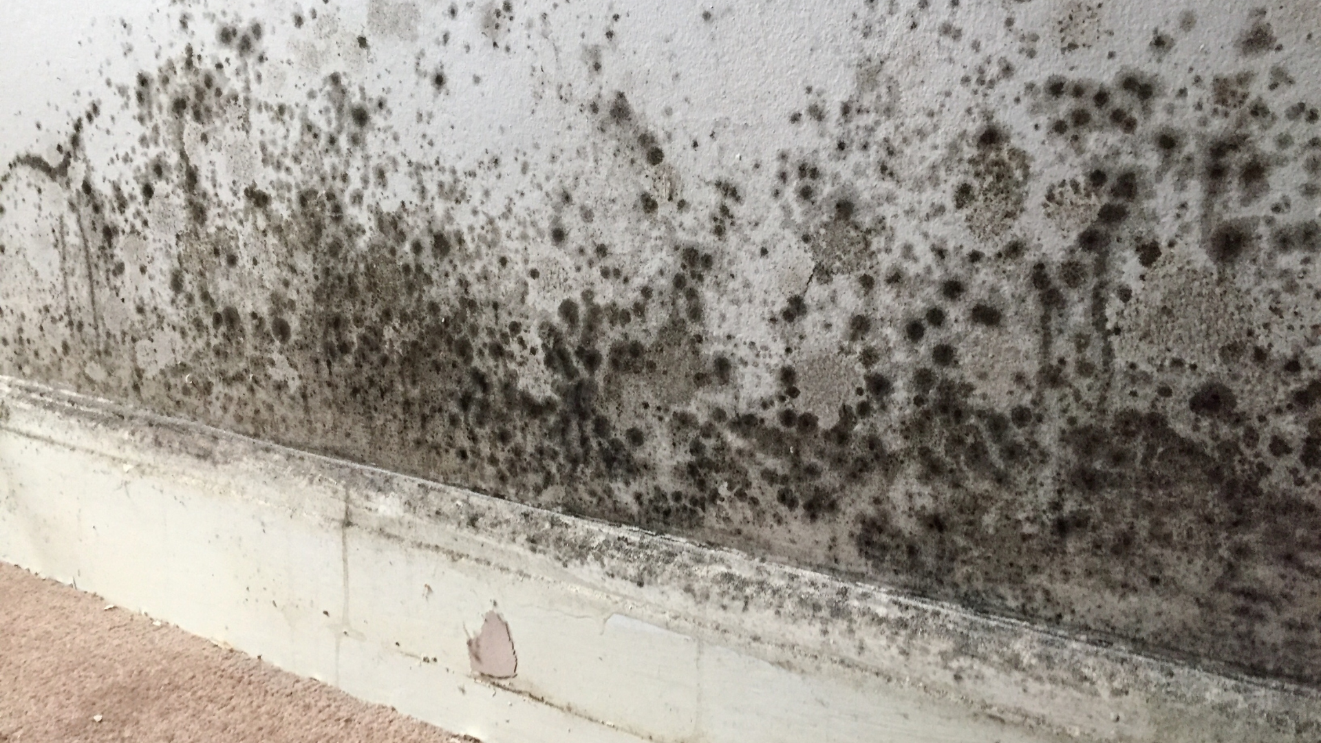 England: Vulnerable child lived in damp and mould for three years