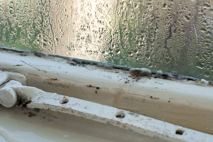 English housing association rapped over handling of damp and mould complaints