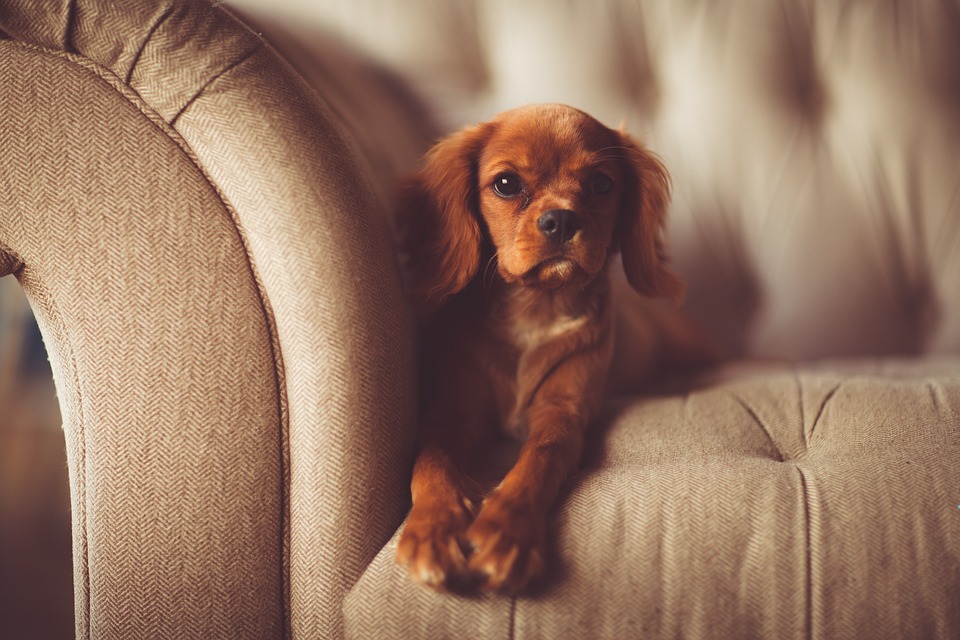 And finally... landlords introduce 'pet rent' to replace banned letting fees