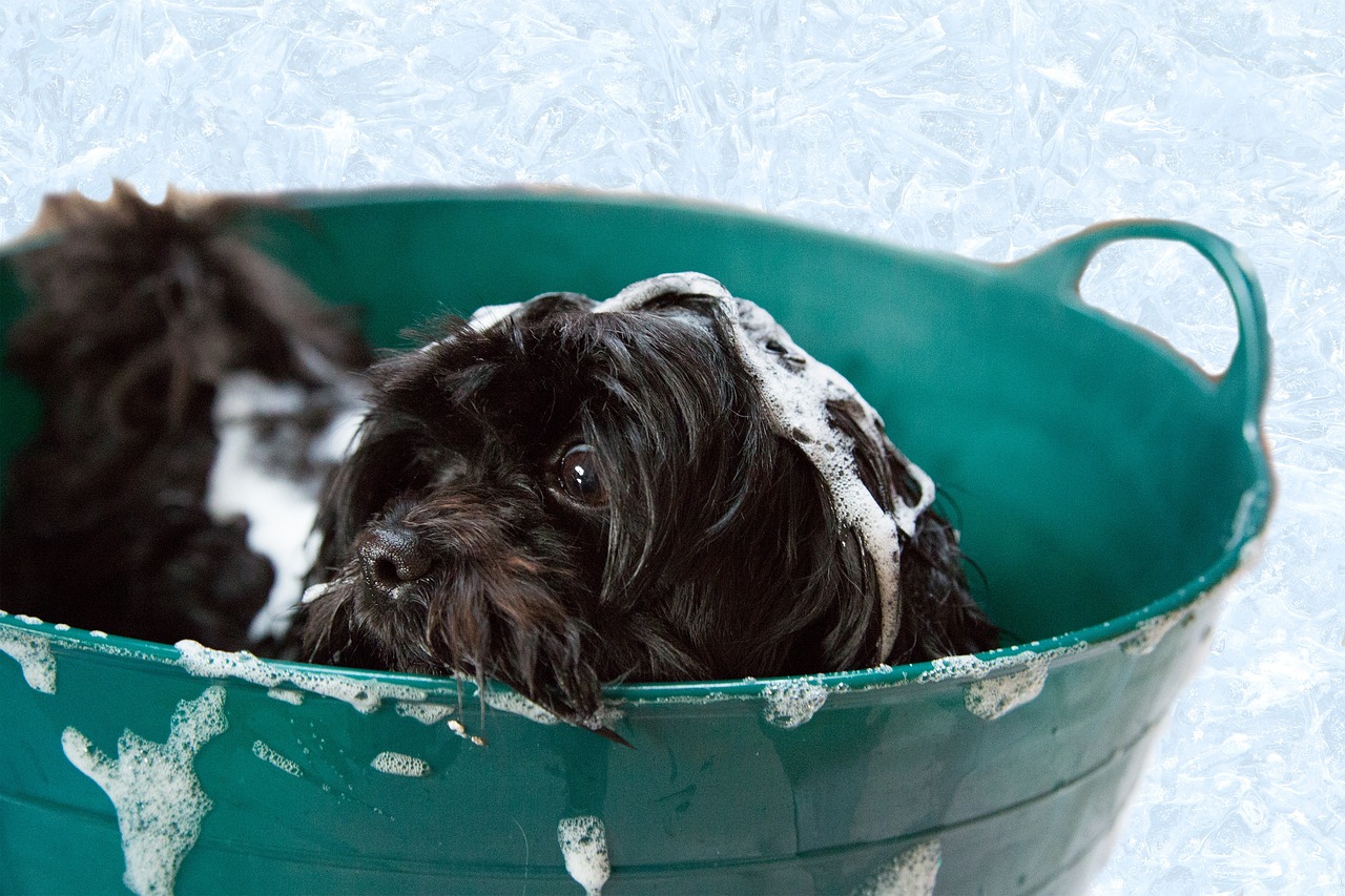 CAS: Over 460,000 Scots cut back on pet care as cost of living crisis bites