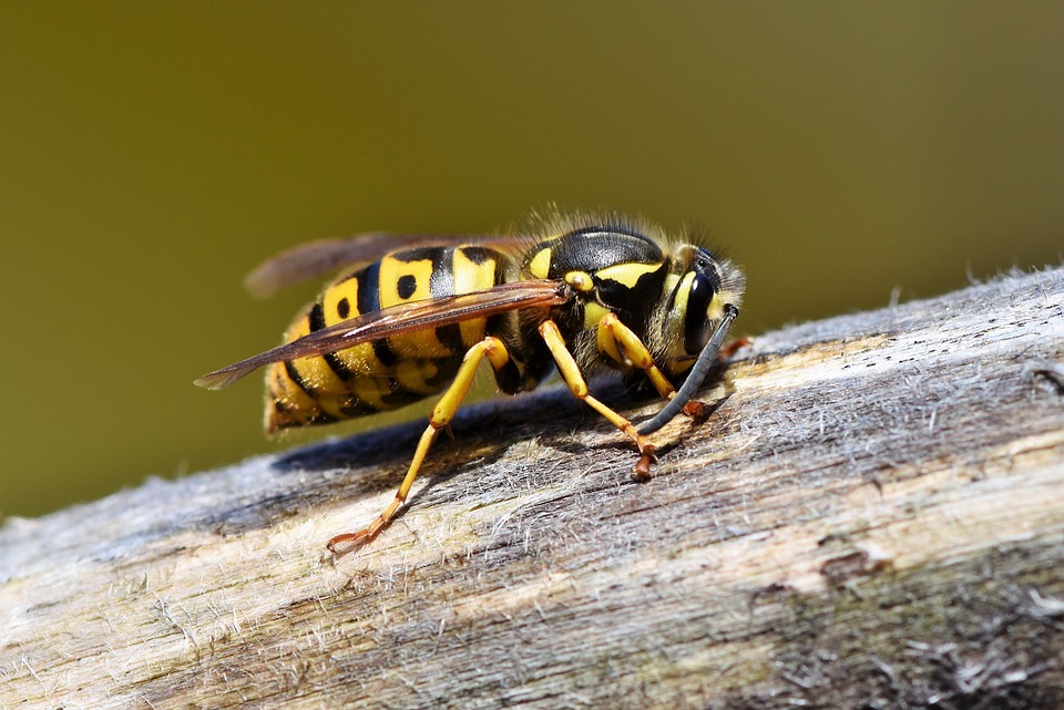 Social housing professionals urged to put safety first in wasp season
